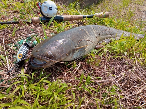 ナマズの釣果