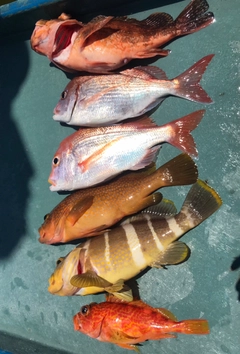 アオハタの釣果