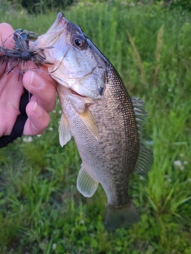 ラージマウスバスの釣果