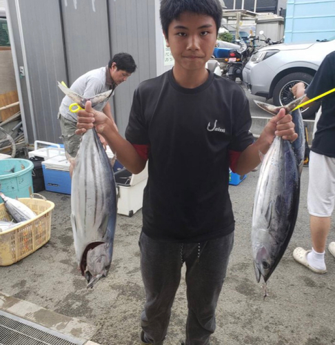 カツオの釣果