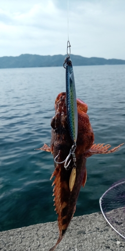 カサゴの釣果