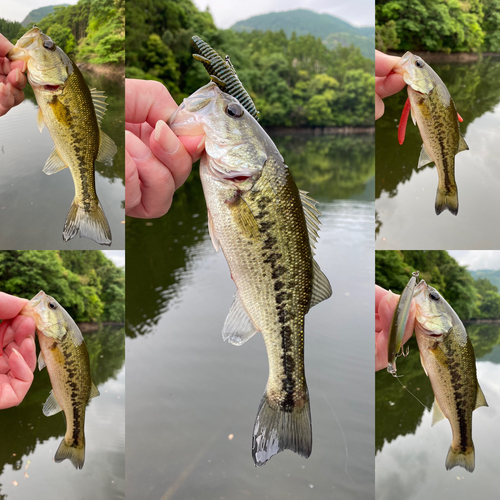 ブラックバスの釣果