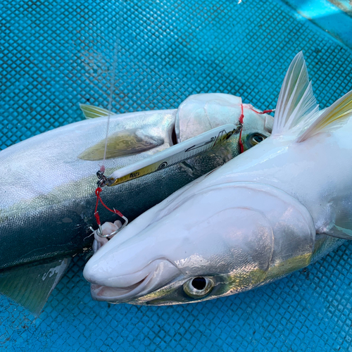 ハマチの釣果