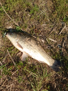 マブナの釣果