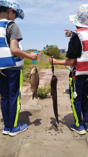 ナマズの釣果