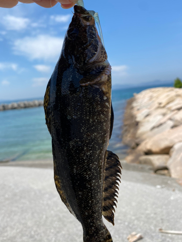 アイナメの釣果