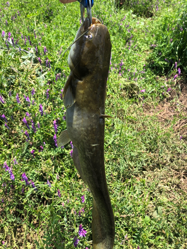 ニホンナマズの釣果