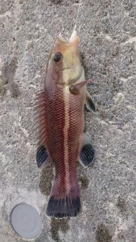 コブダイの釣果