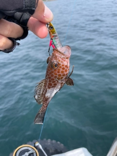 オオモンハタの釣果