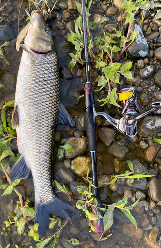 コウライニゴイの釣果