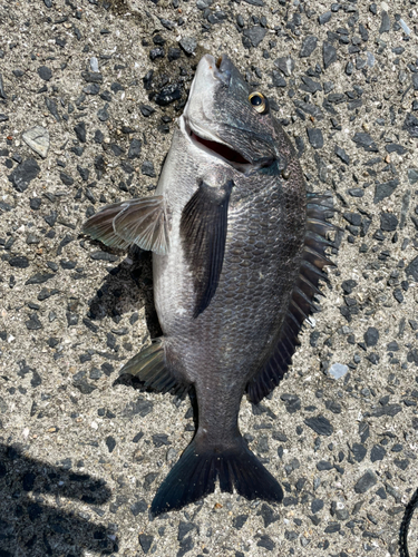 チヌの釣果