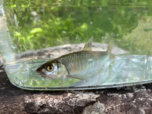 オイカワの釣果