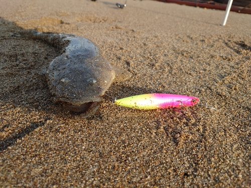 マゴチの釣果