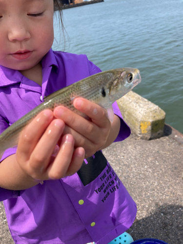 コノシロの釣果