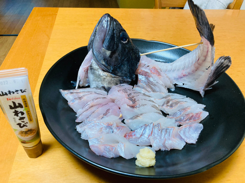 クロソイの釣果