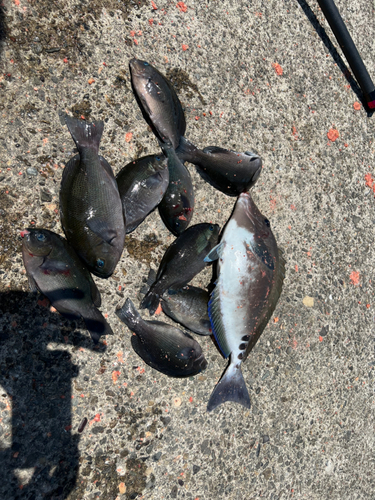 クチブトグレの釣果