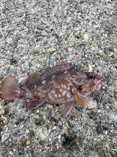 ガシラの釣果