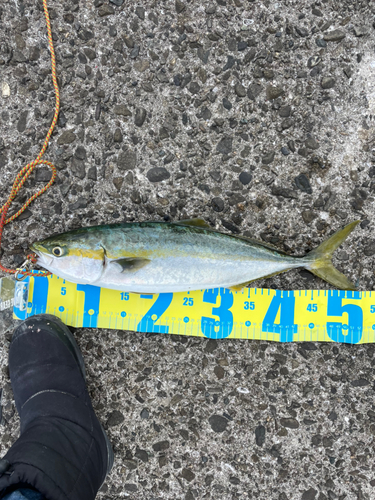 ハマチの釣果