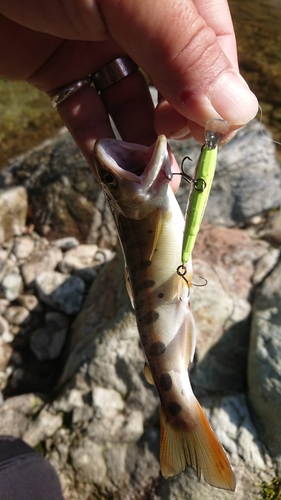 ヤマメの釣果