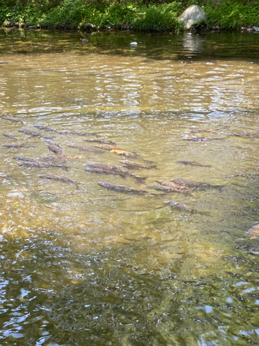 コイの釣果