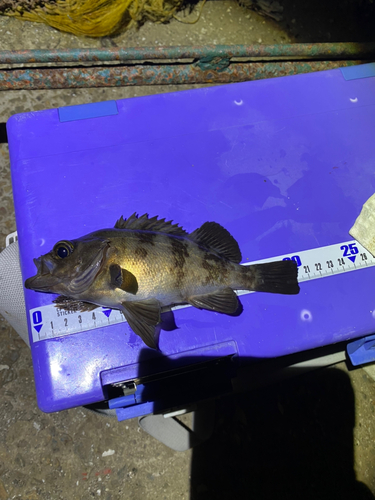 シロメバルの釣果