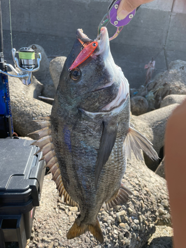 チヌの釣果