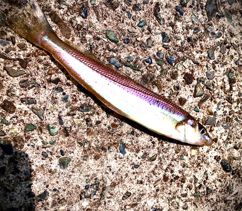 シロギスの釣果