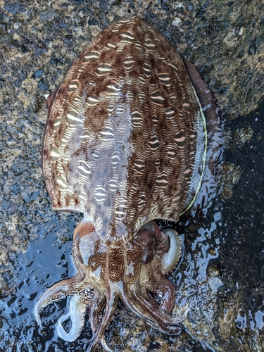 コウイカの釣果