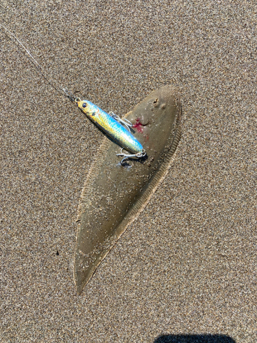 シタビラメの釣果