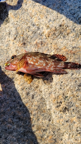 カサゴの釣果