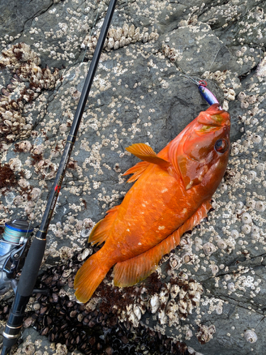 アカハタの釣果