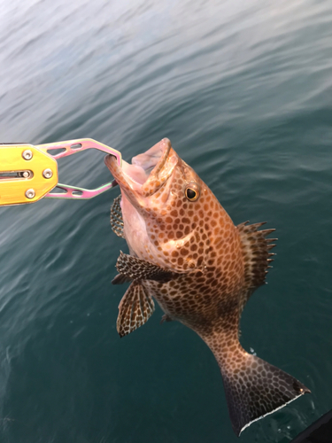 オオモンハタの釣果