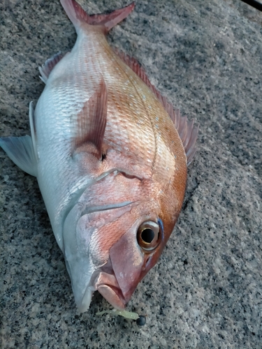 マダイの釣果