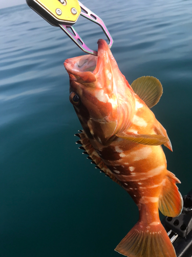 アカハタの釣果