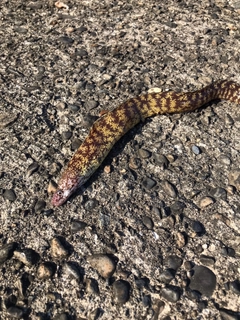 ウツボの釣果