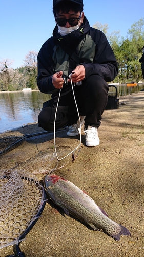 ニジマスの釣果