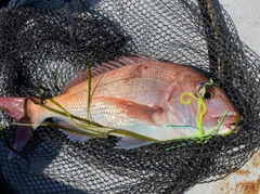 マダイの釣果