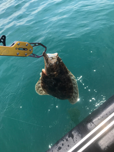 ヒラメの釣果