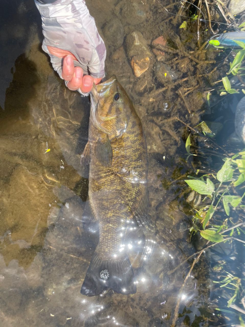 スモールマウスバス