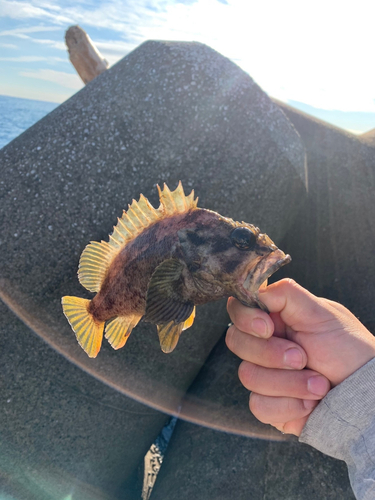 カサゴの釣果