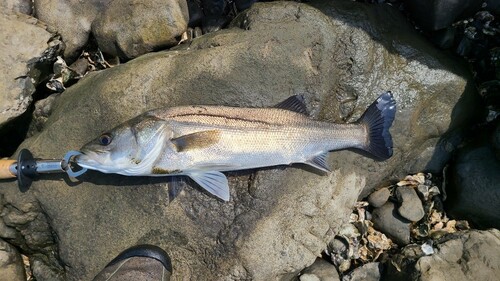 スズキの釣果