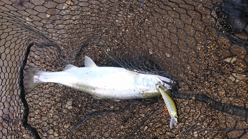 釣果一覧】糠平湖で釣れたサクラマス - アングラーズ