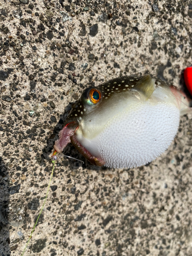 クサフグの釣果