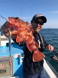 カサゴの釣果