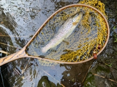 ブラウントラウトの釣果