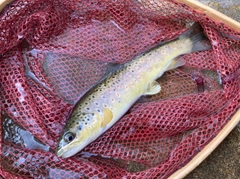 ブラウントラウトの釣果