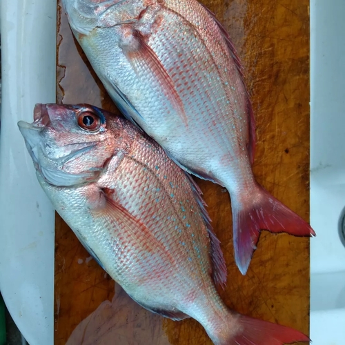 マダイの釣果