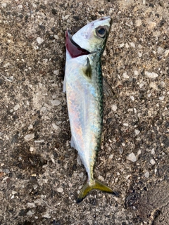 サバの釣果