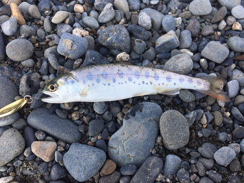 ニジマスの釣果