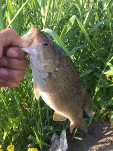 スモールマウスバスの釣果